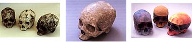 More Treated Skulls : Click link below